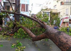 Nằm mơ thấy cây đổ là điềm tốt hay xấu, xử lý như thế nào?